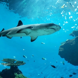館内で最も大きな水槽では、ジンベエザメやマグロ、カツオなど黒潮の流れに乗って回遊する魚を展示