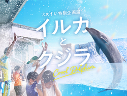 9月30日（火）までは特別企画展「イルカとクジラCoool Dolphin」を開催！