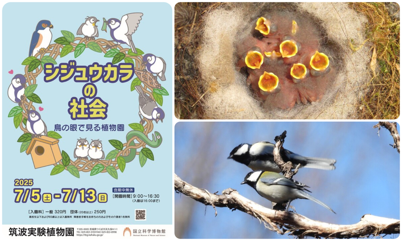 企画展 「シジュウカラの社会—鳥の眼で見る植物園—」