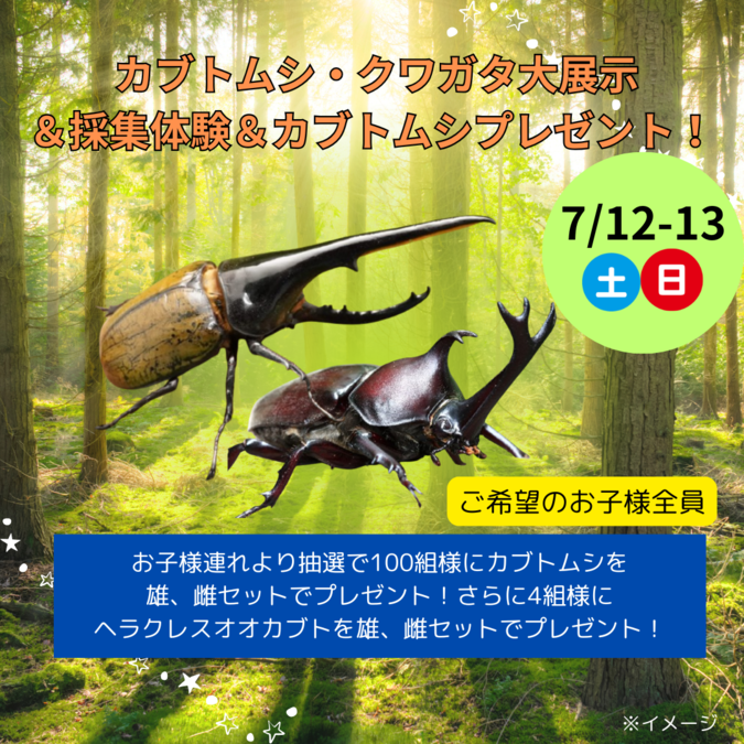 カブトムシ・クワガタ大展示＆採集体験