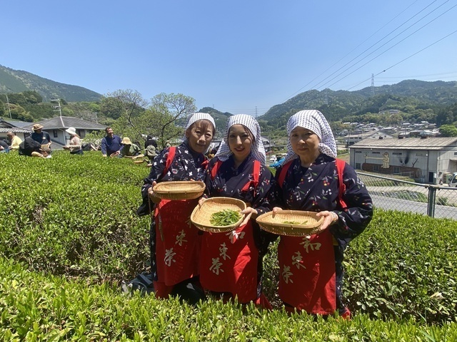 夏の茶摘体験