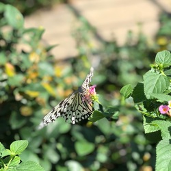 「【関東】2025年夏休みに行きたい！おすすめ「昆虫館・昆虫スポット」7選　ふれあいも」の写真