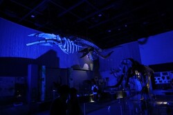 「夜の動物園で大冒険！愛知県の豊橋のんほいパークで人気「ナイトZOO」が2025年も開催」の写真