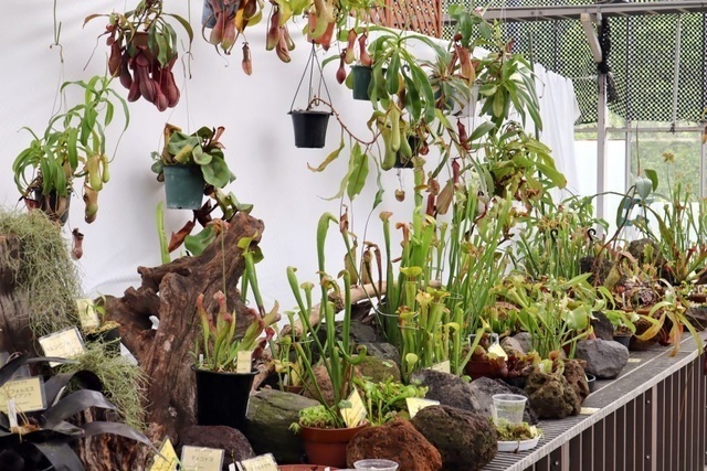 世界の食虫植物展