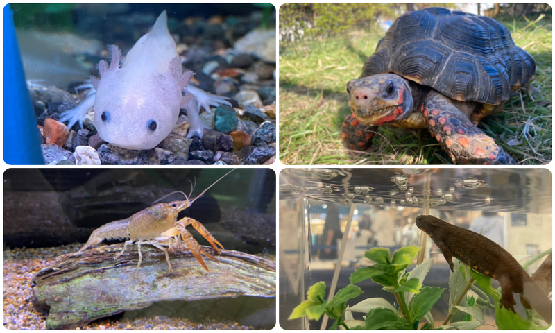 水の生き物クイズラリー&移動水族館（イメージ）
