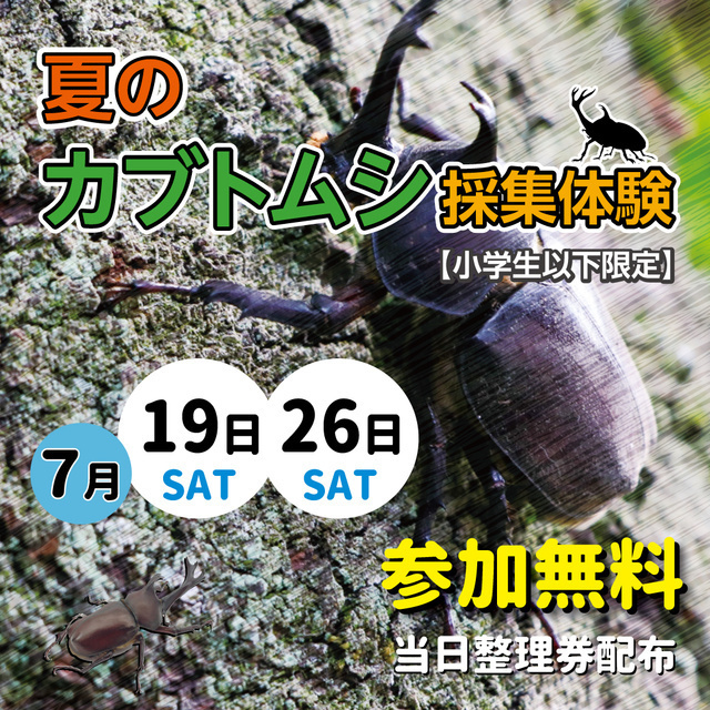 夏のカブトムシ採取体験