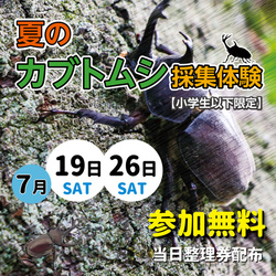 夏のカブトムシ採取体験
