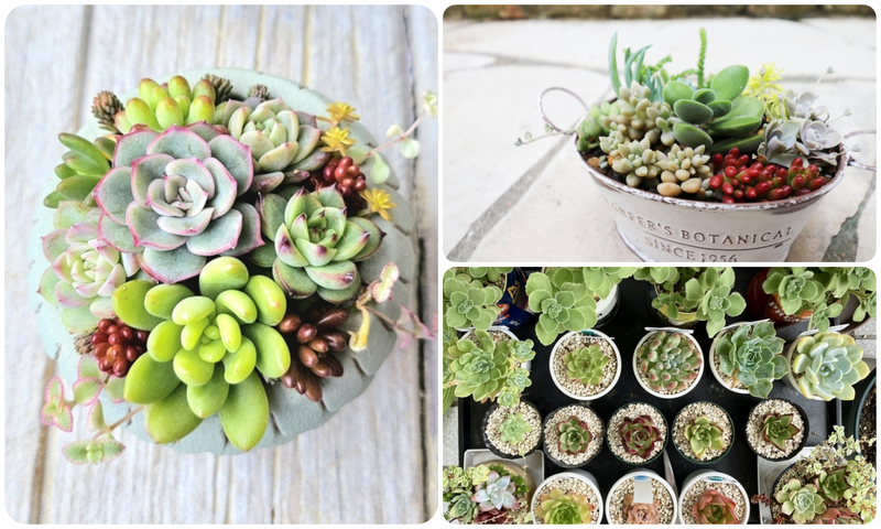 多肉植物の寄せ植え作り（画像はイメージです）
