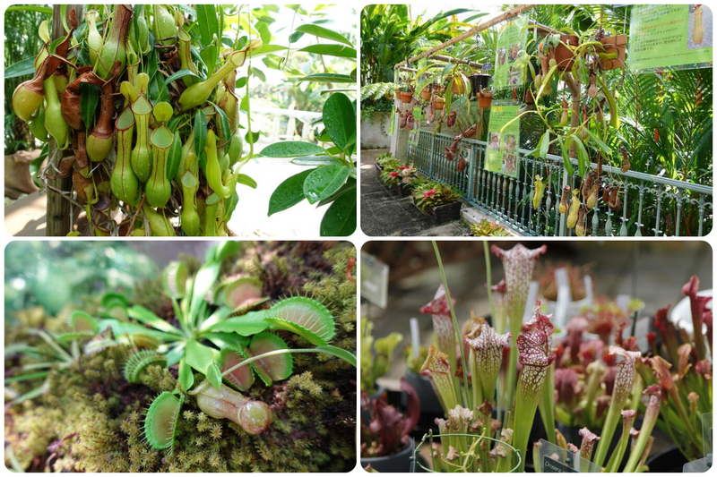 フラワーパークかごしま 食虫植物展