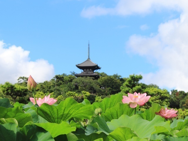 三溪園　早朝観蓮会（三溪園保勝会）