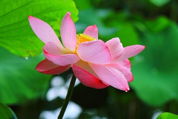 朝露に濡れた花びらが美しく、早朝ならではの清々しい姿を楽しめます