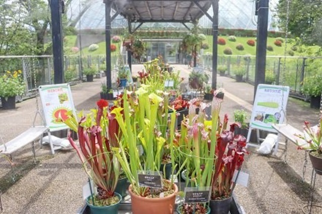 食虫植物展｜とっとり花回廊