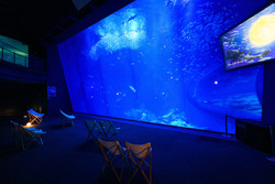 「【全国】2025年夏休みにおすすめ「夜の水族館」16選　ナイトツアー＆お得なチケットも」の写真