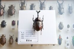 「【関東】2025年夏休みに楽しめる！おすすめ昆虫展＆昆虫イベント17選 ふれあい体験も」の写真