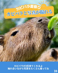 「新宿で本物カピバラとふれあえる！　すべて無料で楽しめる1日限定の夏祭りが開催！」の写真