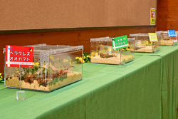 「茨城県の国営ひたち海浜公園に期間限定「カブトムシハウス」がオープン　自由研究にも」の写真