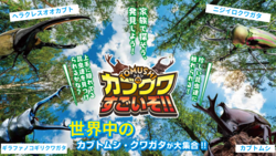 「大丸福岡天神店でカブトムシ＆クワガタふれあい体験イベント！　販売＆キッチンカーも」の写真