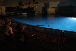 「南知多ビーチランドでナイトアクアリウムツアー開催　懐中電灯を持って夜の水族館巡り」の写真