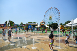 「茨城県「国営ひたち海浜公園」に水遊び広場がオープン　緑のコキアとジニアの花も見頃」の写真