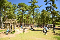 「茨城県「国営ひたち海浜公園」に水遊び広場がオープン　緑のコキアとジニアの花も見頃」の写真