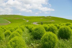 「茨城県「国営ひたち海浜公園」に水遊び広場がオープン　緑のコキアとジニアの花も見頃」の写真