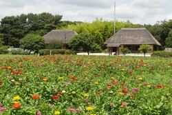 「茨城県「国営ひたち海浜公園」に水遊び広場がオープン　緑のコキアとジニアの花も見頃」の写真