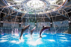 「品川駅近くの水族館で2日間限定「夏祭り」　イルカと盆踊り＆縁日＆アトラクションも」の写真