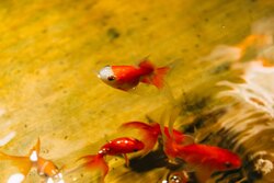 「新潟の朱鷺メッセで錦鯉と金魚の幻想アクアリウム開催！　デジタルコンテンツや学びも」の写真