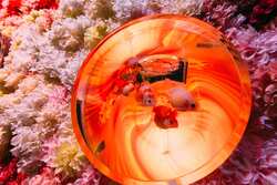 「新潟の朱鷺メッセで錦鯉と金魚の幻想アクアリウム開催！　デジタルコンテンツや学びも」の写真