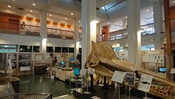 マッコウクジラの骨格標本