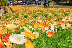 「大阪の農業公園が美食スポットにリニューアル　時間無制限のぶどう狩り＆季節の花畑も」の写真