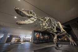 「兵庫県丹波市の「たんば恐竜博物館」がリニューアルオープン　5つのゾーンで恐竜体験」の写真