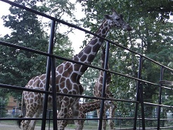 提供：「恐るべき児童公園」（http://waradutoya.blog.so-net.ne.jp）