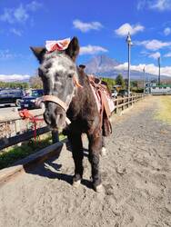 「川崎競馬場で入場無料の沖縄フェス開催　グルメ＆ポニーふれあい＆野外映画が楽しめる」の写真
