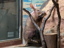 「親子でツチブタの名前を考えよう！　愛知県のんほいパークに新しい仲間がやってきた！」の写真