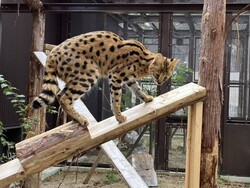 「親子でツチブタの名前を考えよう！　愛知県のんほいパークに新しい仲間がやってきた！」の写真