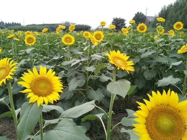 所沢ひまわり畑2025（お花畑の若手経営塾）