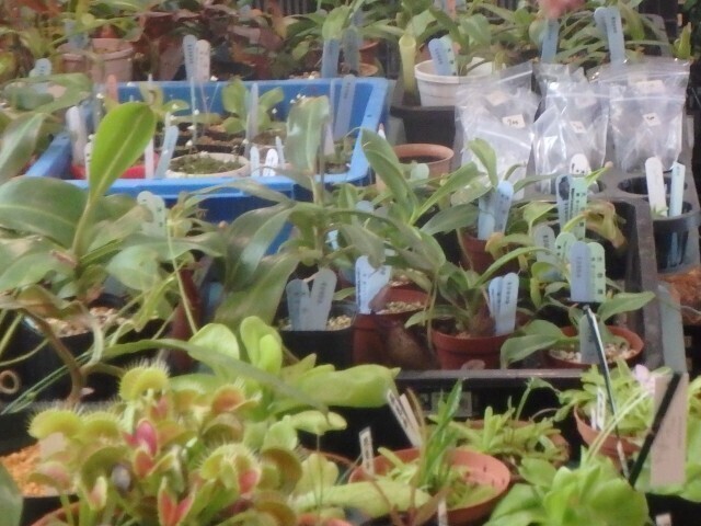 食虫植物の栽培相談会・即売会