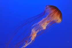 「毒生物の秘密を大公開！ 世界淡水魚園水族館「アクア・トトぎふ」で博士と学ぶ特別展」の写真