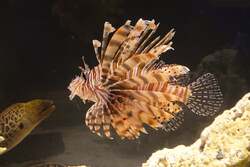 「毒生物の秘密を大公開！ 世界淡水魚園水族館「アクア・トトぎふ」で博士と学ぶ特別展」の写真