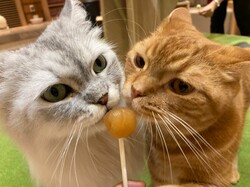 「【宮崎】8月9日～11日の三連休おでかけにもおすすめ！人気スポットランキング」の写真