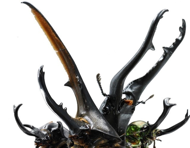 カブト・クワガタ2025｜ 写真はイメージ