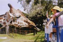 「【関東】2025年8月＆夏休みに楽しめる「夜の動物園＆ナイトサファリ」9選」の写真
