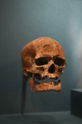 クロマニョン1号 頭骨 （C） MNHN パリ国立自然史博物館所蔵