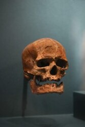 クロマニョン1号 頭骨 （C） MNHN パリ国立自然史博物館所蔵