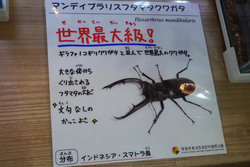 「夏休みの自由研究にぴったり！　静岡磐田市で「世界のカブト・クワガタ展」が開催中！」の写真