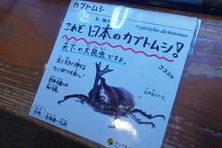 「夏休みの自由研究にぴったり！　静岡磐田市で「世界のカブト・クワガタ展」が開催中！」の写真