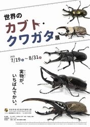 「夏休みの自由研究にぴったり！　静岡磐田市で「世界のカブト・クワガタ展」が開催中！」の写真