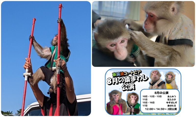 戦豆の猿まわし（8月公演）