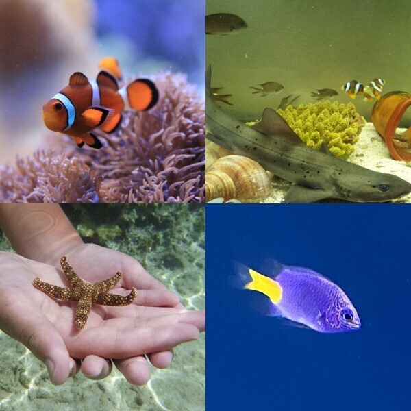 ひんやり涼感♪移動水族館がやってくる